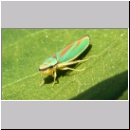 Graphocephala fennahi - Rhododendronzikade 04.jpg